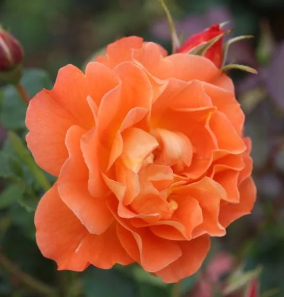 Westerland Climbing Rose Plant - Orange-Apricot Live Heirloom Rose 4-7 Inch Tall Westerland Climbing Rose Plant - Orange-Apricot Live Heirloom Rose 4-7 Inch Tall - Image 4