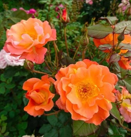 Westerland Climbing Rose Plant - Orange-Apricot Live Heirloom Rose 4-7 Inch Tall Westerland Climbing Rose Plant - Orange-Apricot Live Heirloom Rose 4-7 Inch Tall - Image 5