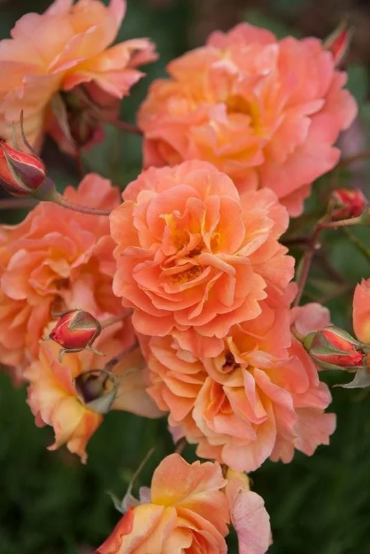 Westerland Climbing Rose Plant - Orange-Apricot Live Heirloom Rose 4-7 Inch Tall Westerland Climbing Rose Plant - Orange-Apricot Live Heirloom Rose 4-7 Inch Tall - Image 6