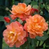 Westerland Climbing Rose Plant - Orange-Apricot Live Heirloom Rose 4-7 Inch Tall Westerland Climbing Rose Plant - Orange-Apricot Live Heirloom Rose 4-7 Inch Tall - Image 1