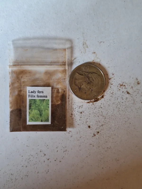 Western Lady Fern (Filix Femina) Spores - 1000 Cold Hardy Seeds, Up to 3' Tall Western Lady Fern (Filix Femina) Spores - 1000 Cold Hardy Seeds, Up to 3' Tall - Image 10