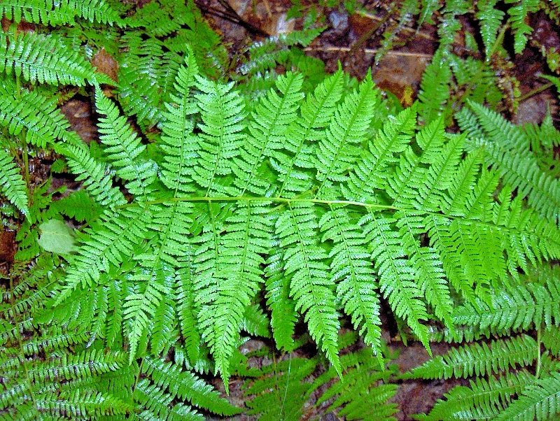 Western Lady Fern (Filix Femina) Spores - 1000 Cold Hardy Seeds, Up to 3' Tall Western Lady Fern (Filix Femina) Spores - 1000 Cold Hardy Seeds, Up to 3' Tall - Image 4