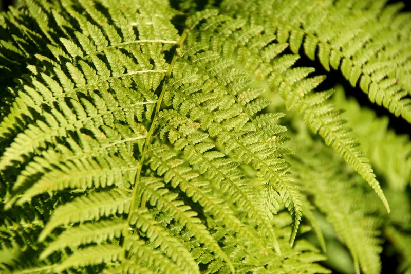 Western Lady Fern (Filix Femina) Spores - 1000 Cold Hardy Seeds, Up to 3' Tall Western Lady Fern (Filix Femina) Spores - 1000 Cold Hardy Seeds, Up to 3' Tall - Image 6