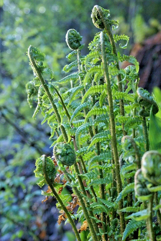 Western Lady Fern (Filix Femina) Spores - 1000 Cold Hardy Seeds, Up to 3' Tall Western Lady Fern (Filix Femina) Spores - 1000 Cold Hardy Seeds, Up to 3' Tall - Image 9