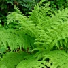 Western Lady Fern (Filix Femina) Spores - 1000 Cold Hardy Seeds, Up to 3' Tall Western Lady Fern (Filix Femina) Spores - 1000 Cold Hardy Seeds, Up to 3' Tall - Image 1