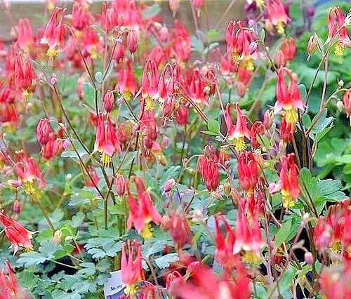 Western Red Columbine Seeds - Aquilegia Formosa, 200 Flower Seeds, Perennial - Image 2