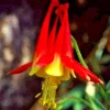 Western Red Columbine Seeds - Aquilegia Formosa, 200 Flower Seeds, Perennial - Image 1