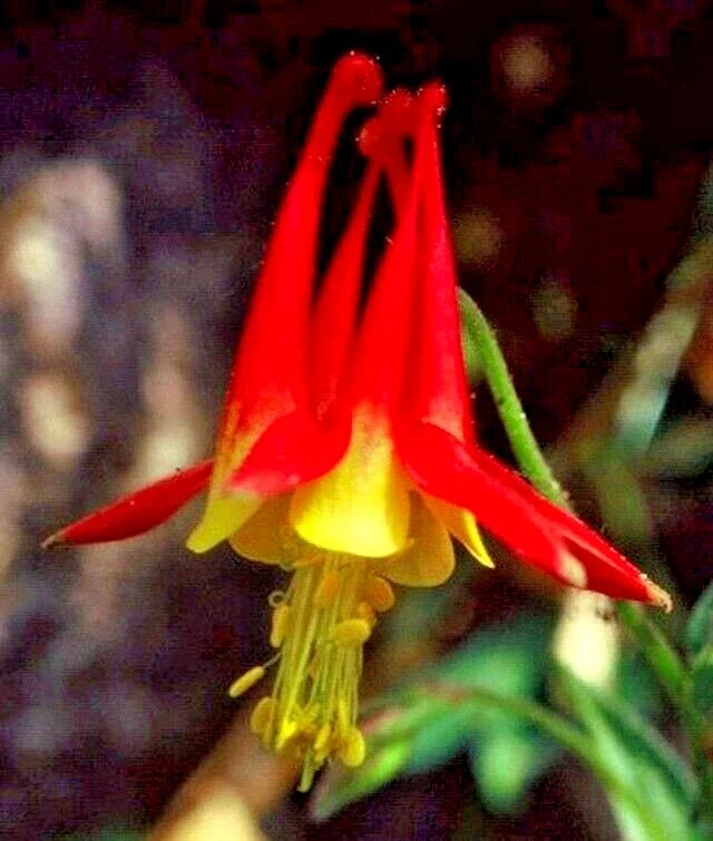 Western Red Columbine Seeds - Aquilegia Formosa, 200 Flower Seeds, Perennial - Image 1