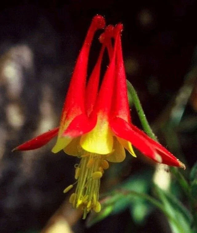 Western Red Columbine Seeds - Aquilegia Formosa Flower Seeds, 201 Count - Image 2