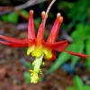 Western Red Columbine Seeds - Aquilegia Formosa Flower Seeds, 201 Count - Image 1