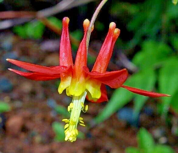 Western Red Columbine Seeds - Aquilegia Formosa Flower Seeds, 201 Count - Image 1