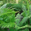 Western Sward Fern Spores - Evergreen Outdoor Perennial Seeds, USDA Zone 5 - Image 1
