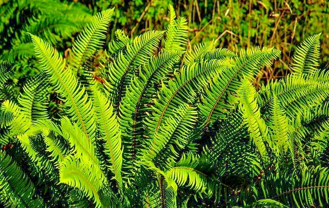 Western Sward Fern Spores (Polystichum Munit) - Hardy Evergreen Seeds, USDA Zone 5 Western Sward Fern Spores (Polystichum Munit) - Hardy Evergreen Seeds, USDA Zone 5 - Image 2
