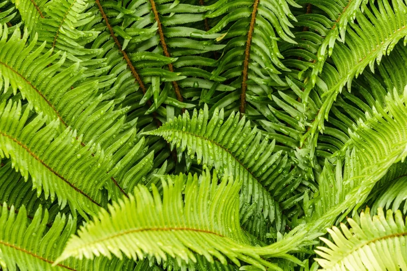 Western Sward Fern Spores (Polystichum Munit) - Hardy Evergreen Seeds, USDA Zone 5 Western Sward Fern Spores (Polystichum Munit) - Hardy Evergreen Seeds, USDA Zone 5 - Image 3