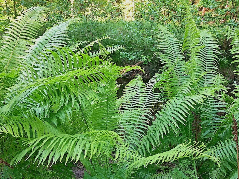Western Sward Fern Spores (Polystichum Munit) - Hardy Evergreen Seeds, USDA Zone 5 Western Sward Fern Spores (Polystichum Munit) - Hardy Evergreen Seeds, USDA Zone 5 - Image 4