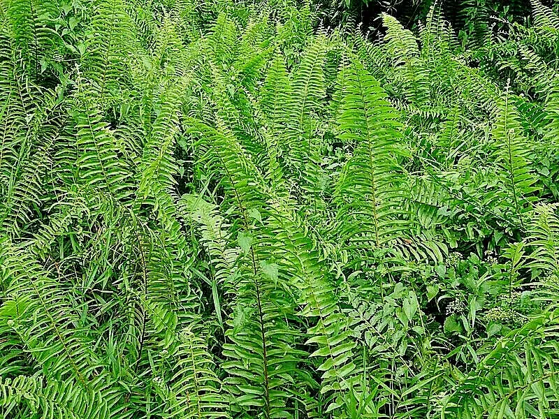 Western Sward Fern Spores (Polystichum Munit) - Hardy Evergreen Seeds, USDA Zone 5 Western Sward Fern Spores (Polystichum Munit) - Hardy Evergreen Seeds, USDA Zone 5 - Image 5