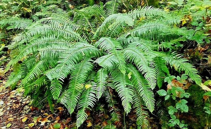 Western Sward Fern Spores (Polystichum Munit) - Hardy Evergreen Seeds, USDA Zone 5 Western Sward Fern Spores (Polystichum Munit) - Hardy Evergreen Seeds, USDA Zone 5 - Image 6