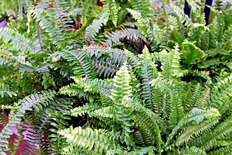 Western Sward Fern Spores (Polystichum Munit) - Hardy Evergreen Seeds, USDA Zone 5 Western Sward Fern Spores (Polystichum Munit) - Hardy Evergreen Seeds, USDA Zone 5 - Image 7