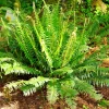 Western Sward Fern Spores (Polystichum Munit) - Hardy Evergreen Seeds, USDA Zone 5 - Image 1