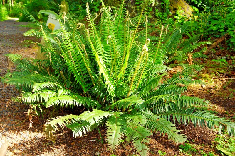 Western Sward Fern Spores (Polystichum Munit) - Hardy Evergreen Seeds, USDA Zone 5 Western Sward Fern Spores (Polystichum Munit) - Hardy Evergreen Seeds, USDA Zone 5 - Image 1