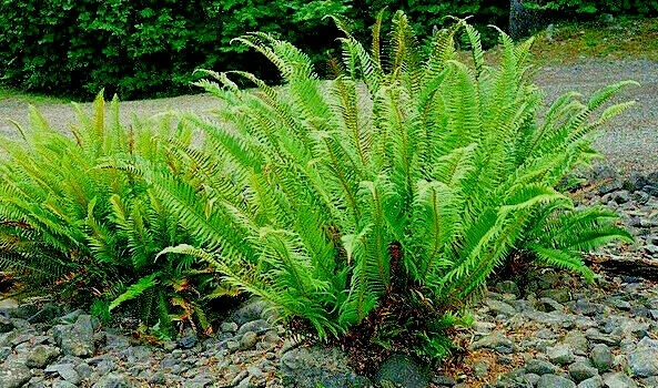 Western Sward Fern Spores (Polystichum Munit) - Hardy Evergreen Seeds, USDA Zone 5 Western Sward Fern Spores (Polystichum Munit) - Hardy Evergreen Seeds, USDA Zone 5 - Image 8