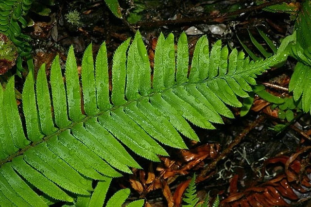 Western Sward Fern Spores (Polystichum Munit) - Hardy Evergreen Seeds, USDA Zone 5 Western Sward Fern Spores (Polystichum Munit) - Hardy Evergreen Seeds, USDA Zone 5 - Image 9