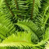 Western Sword Fern Spores - 2000 Count, Large 3'x3'+, Hardy to -4°F, Outdoor Perennial Western Sword Fern Spores - 2000 Count, Large 3'x3'+, Hardy to -4°F, Outdoor Perennial - Image 1