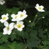 White Anemone Plant Japanese Anemone Starter Plant 5-7 Inch Tall Perennial Outdoor White Anemone Plant Japanese Anemone Starter Plant 5-7 Inch Tall Perennial Outdoor - Image 1