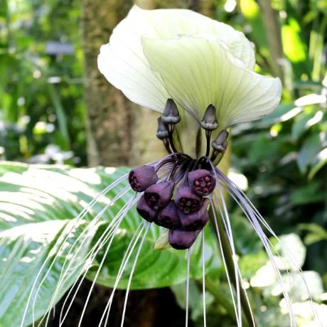 White Bat Flower Plant Live - Rare Tropical Tacca Plant 4-6 Inc Tall White Bat Flower Plant Live - Rare Tropical Tacca Plant 4-6 Inc Tall - Image 2