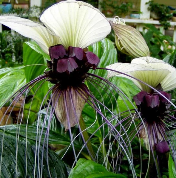 White Bat Flower Plant Live - Rare Tropical Tacca Plant 4-6 Inc Tall White Bat Flower Plant Live - Rare Tropical Tacca Plant 4-6 Inc Tall - Image 3