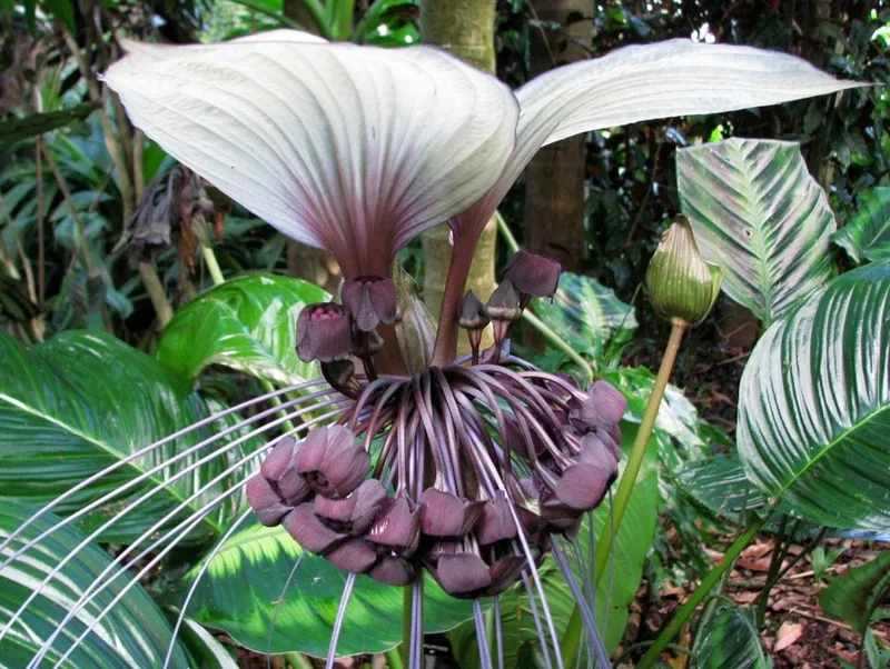 White Bat Flower Plant Live - Rare Tropical Tacca Plant 4-6 Inc Tall White Bat Flower Plant Live - Rare Tropical Tacca Plant 4-6 Inc Tall - Image 4