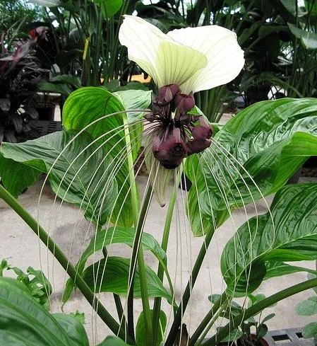 White Bat Flower Plant Live - Rare Tropical Tacca Plant 4-6 Inc Tall White Bat Flower Plant Live - Rare Tropical Tacca Plant 4-6 Inc Tall - Image 5