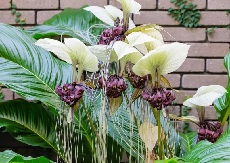 White Bat Flower Plant Live - Rare Tropical Tacca Plant 4-6 Inc Tall White Bat Flower Plant Live - Rare Tropical Tacca Plant 4-6 Inc Tall - Image 6