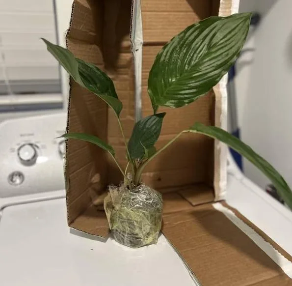 White Bat Flower Plant Live - Rare Tropical Tacca Plant 4-6 Inc Tall White Bat Flower Plant Live - Rare Tropical Tacca Plant 4-6 Inc Tall - Image 7