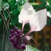 White Bat Flower Plant Live - Rare Tropical Tacca Plant 4-6 Inc Tall - Image 1