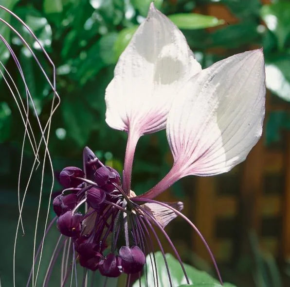 White Bat Flower Plant Live - Rare Tropical Tacca Plant 4-6 Inc Tall White Bat Flower Plant Live - Rare Tropical Tacca Plant 4-6 Inc Tall - Image 1