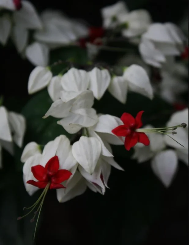 White Bleeding Heart Live Plant – Dicentra spectabilis – 4-6 Inch Tall Perennial - Image 2