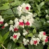 White Bleeding Heart Live Plant – Dicentra spectabilis – 4-6 Inch Tall Perennial - Image 1