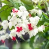 White Bleeding Heart Vine Live Plant – 3 Pack, 4-6" Tall – Clerodendrum Thompsonii Perennial - Image 1