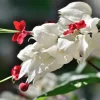 White Bleeding Heart Vine Live Plant, 4-6" Tall, Clerodendrum Thompsonii, Pack of 4 - Image 1