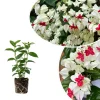 White Bleeding Heart Vine Plant - Clerodendrum Live Starter, Bell-Shaped Flowers, 4 Inch Tall - Image 1