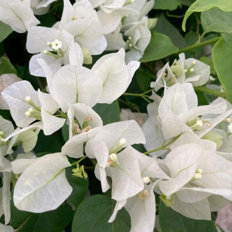 White Bougainvillea Live Plant 4-8 Inch Tall Tropical Flowering Vine Outdoor - Image 2