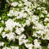 White Bougainvillea Live Plant 4-8 Inch Tall Tropical Flowering Vine Outdoor - Image 1