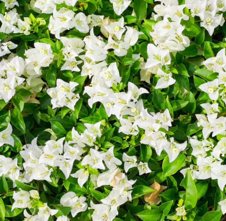 White Bougainvillea Live Plant – 4 Inch Pot – Tropical Flowering Vine White Bougainvillea Live Plant – 4 Inch Pot – Tropical Flowering Vine - Image 2