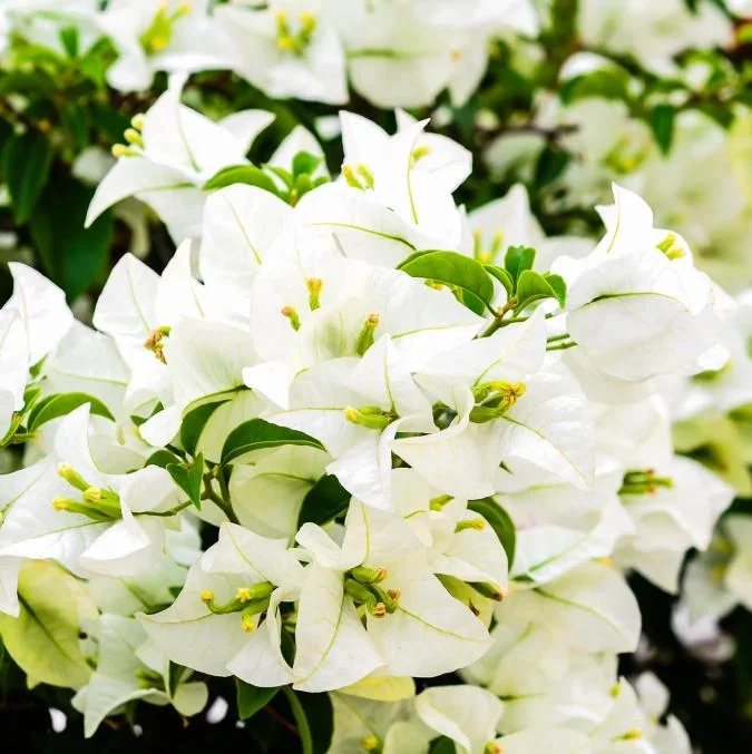 White Bougainvillea Live Plant – 4 Inch Pot – Tropical Flowering Vine White Bougainvillea Live Plant – 4 Inch Pot – Tropical Flowering Vine - Image 3