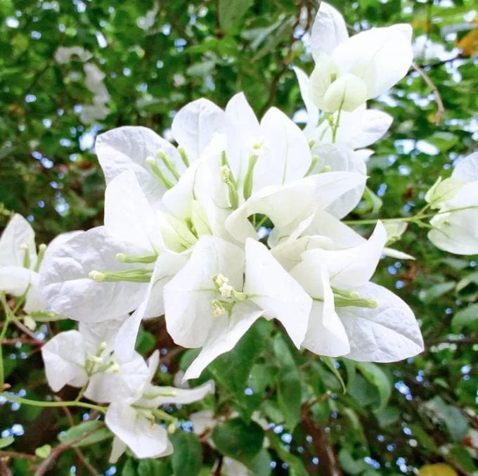 White Bougainvillea Live Plant – 4 Inch Pot – Tropical Flowering Vine White Bougainvillea Live Plant – 4 Inch Pot – Tropical Flowering Vine - Image 4