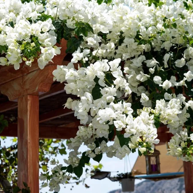 White Bougainvillea Live Plant – 4 Inch Pot – Tropical Flowering Vine White Bougainvillea Live Plant – 4 Inch Pot – Tropical Flowering Vine - Image 5
