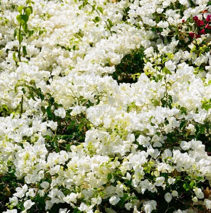 White Bougainvillea Live Plant – 4 Inch Pot – Tropical Flowering Vine White Bougainvillea Live Plant – 4 Inch Pot – Tropical Flowering Vine - Image 6