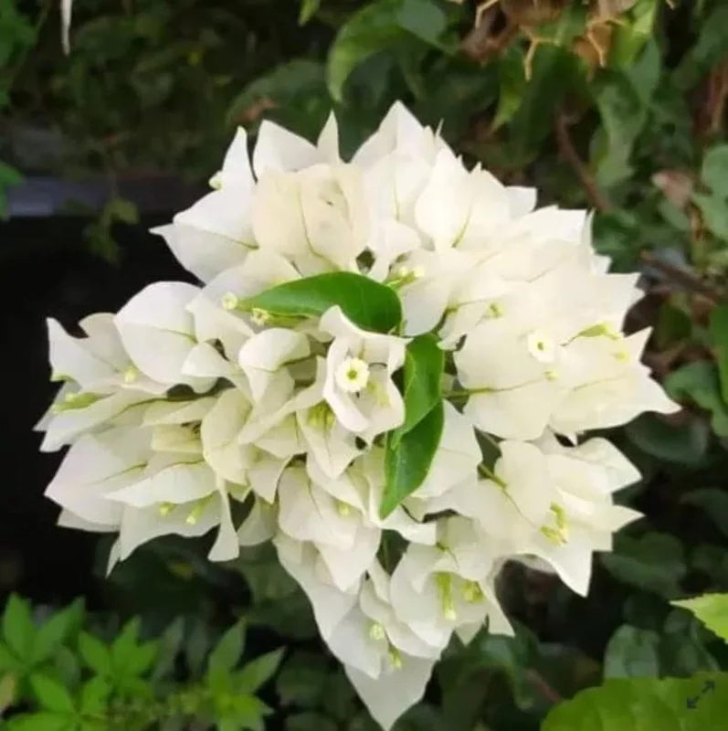 White Bougainvillea Live Plant – 4 Inch Pot – Tropical Flowering Vine White Bougainvillea Live Plant – 4 Inch Pot – Tropical Flowering Vine - Image 7