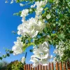 White Bougainvillea Live Plant – 4 Inch Pot – Tropical Flowering Vine - Image 1
